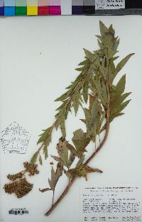 Phacelia procera image