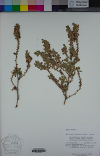 Image of Ononis repens