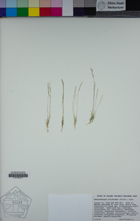 Muhlenbergia filiformis image