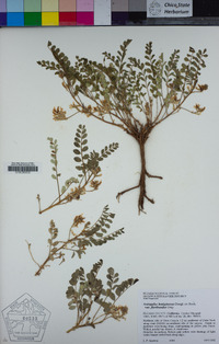 Astragalus lentiginosus var. floribundus image