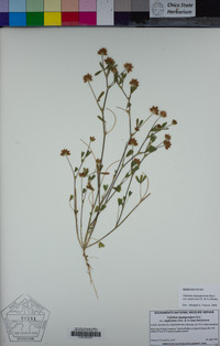 Trifolium depauperatum var. amplectens image