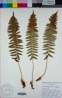 Polystichum imbricans image