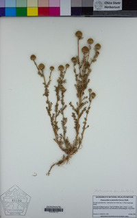 Matricaria occidentalis image