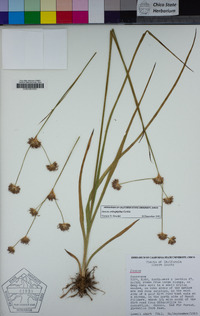 Juncus orthophyllus image