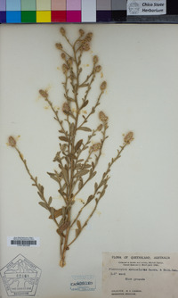 Image of Pterocaulon sphacelatum