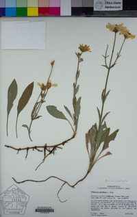 Arnica dealbata image