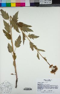 Phacelia procera image