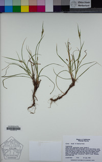 Carex rossii image