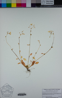 Montia parvifolia image