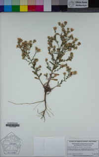 Dieteria canescens var. shastensis image