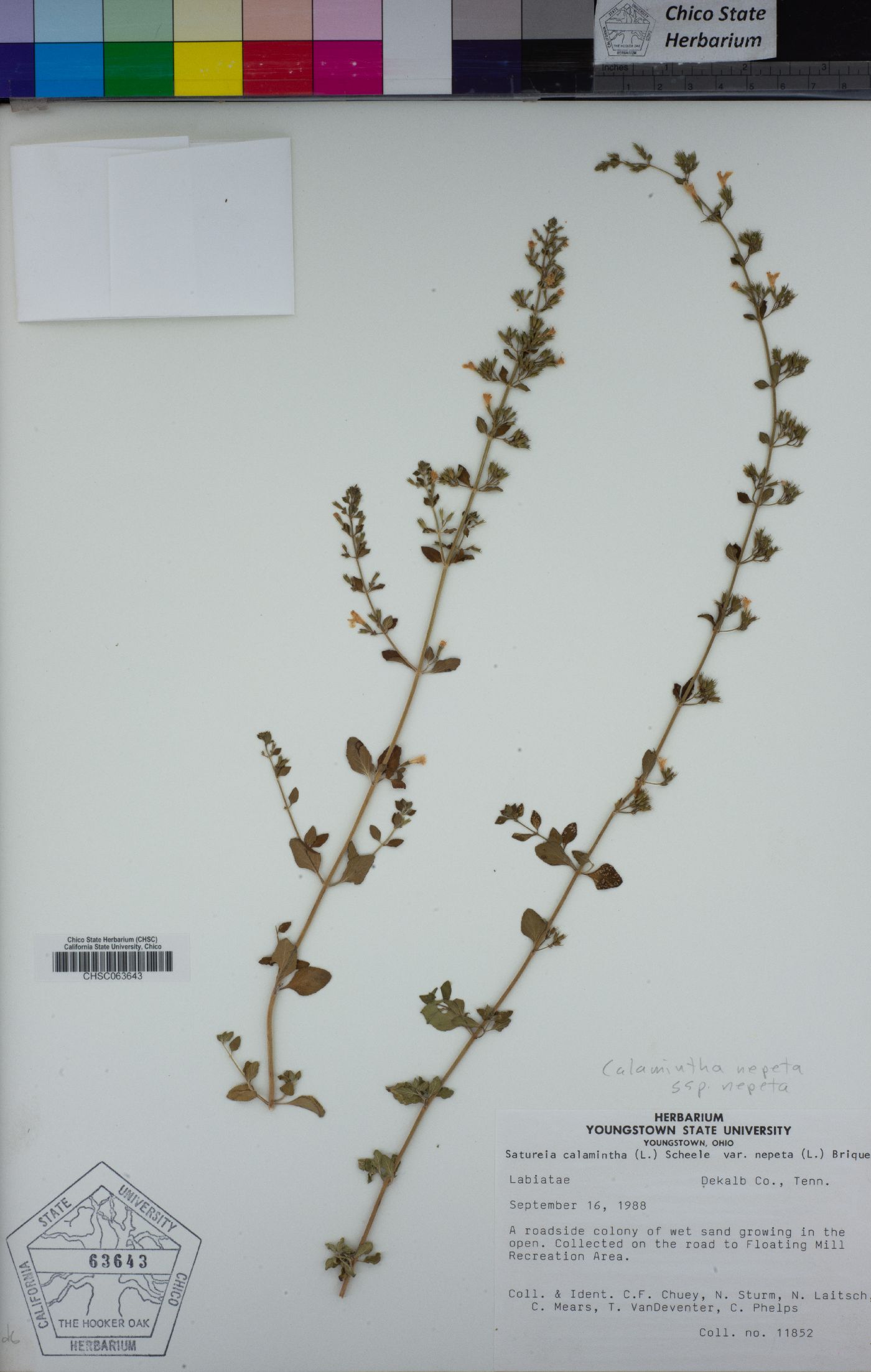 Clinopodium nepeta subsp. nepeta image