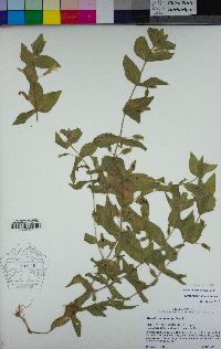 Erythranthe ptilota image
