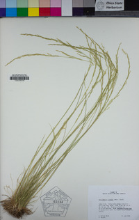 Deschampsia elongata image