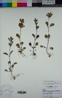 Scutellaria tuberosa image