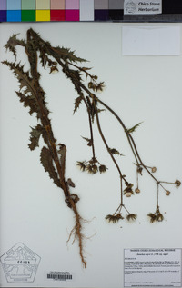 Sonchus asper image