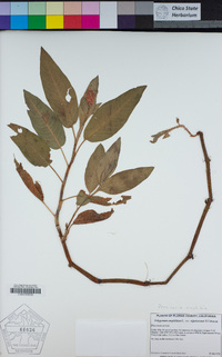 Persicaria amphibia image