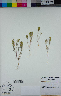 Alyssum desertorum image