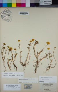 Lasthenia californica image