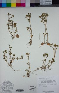 Chrysosplenium glechomifolium image