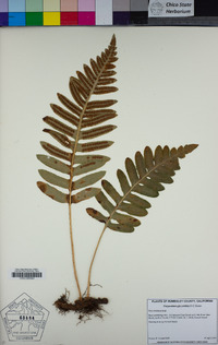 Polypodium glycyrrhiza image