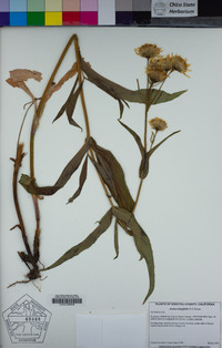 Arnica longifolia image