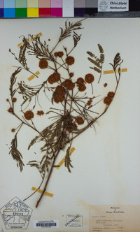 Image of Senegalia visco