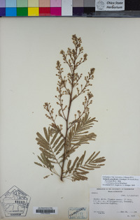 Image of Senegalia picachensis