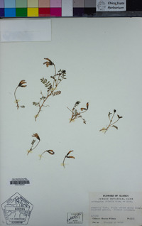 Astragalus polaris image