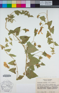 Calystegia occidentalis subsp. fulcrata image