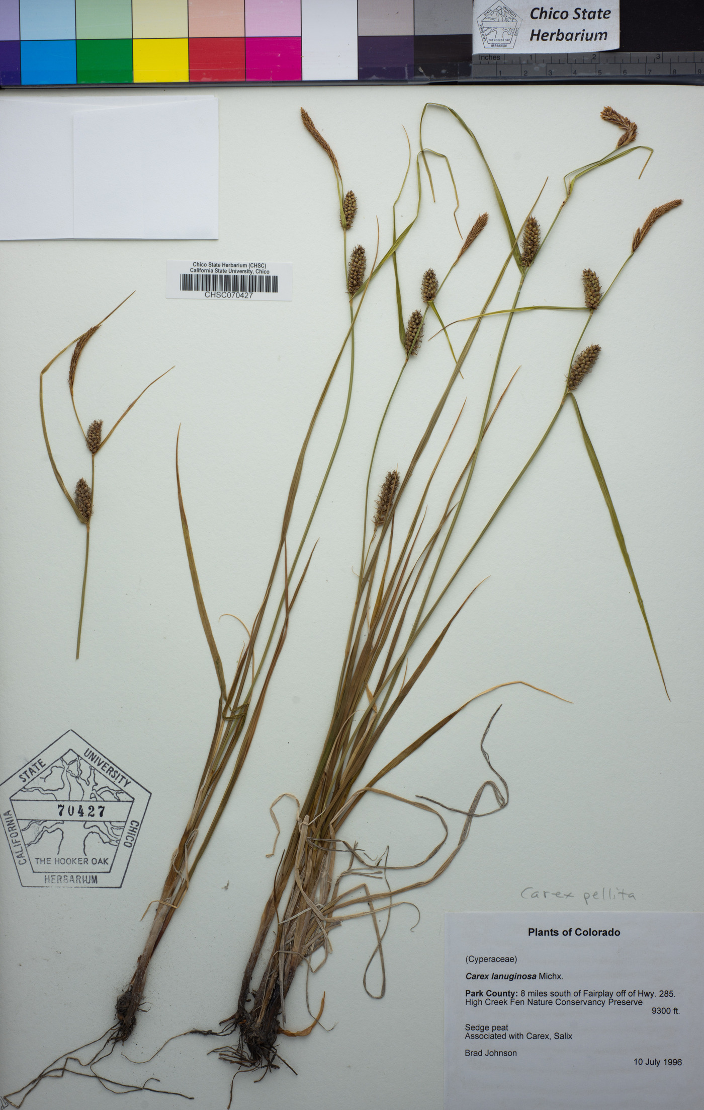 Carex lanuginosa image