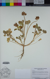 Trifolium fucatum image