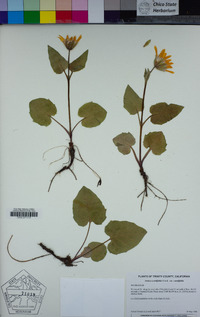 Arnica cordifolia image