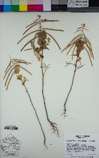 Streptanthus diversifolius image