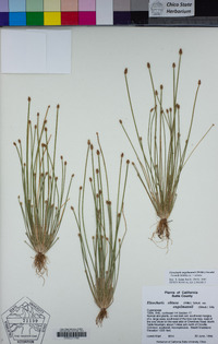 Eleocharis engelmannii image