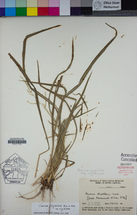Coleataenia longifolia subsp. rigidula image