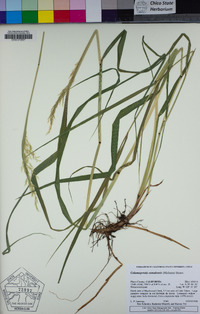 Calamagrostis canadensis image