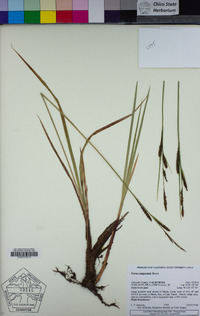 Carex angustata image