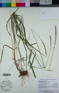 Elymus glaucus subsp. glaucus image