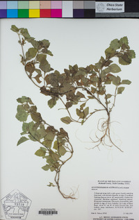Acanthospermum australe image