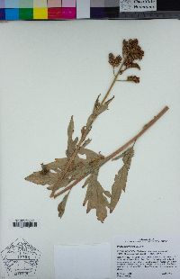 Phacelia procera image