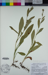 Symphyotrichum foliaceum var. parryi image