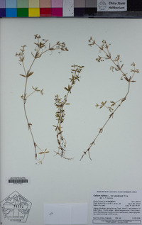 Galium trifidum subsp. columbianum image