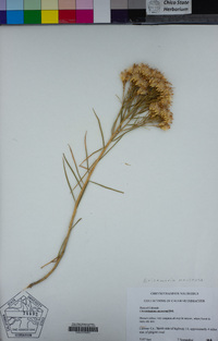 Ericameria nauseosa image