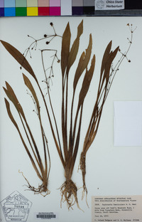 Image of Sagittaria fasciculata