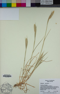 Phalaris paradoxa image