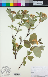 Cornus sericea subsp. occidentalis image