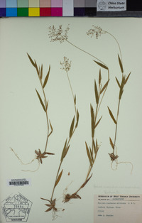 Panicum acuminatum var. lindheimeri image