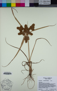 Cyperus erythrorhizos image