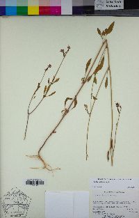 Clarkia stellata image