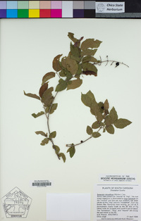 Image of Sageretia minutiflora